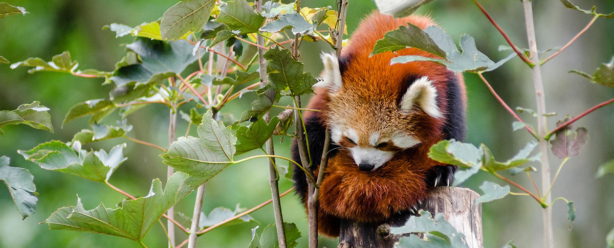 A red panda on a branch